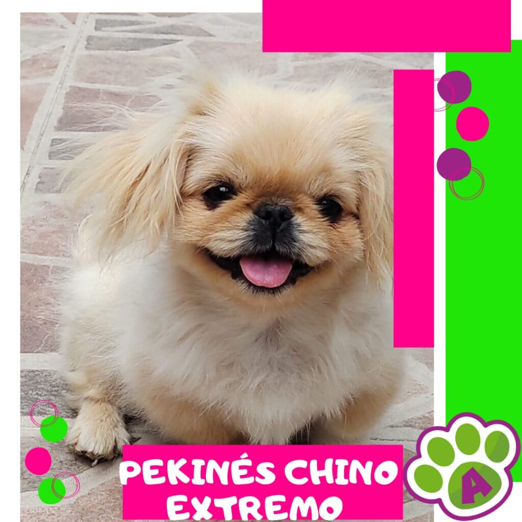 Cachorro Pekines Chino
